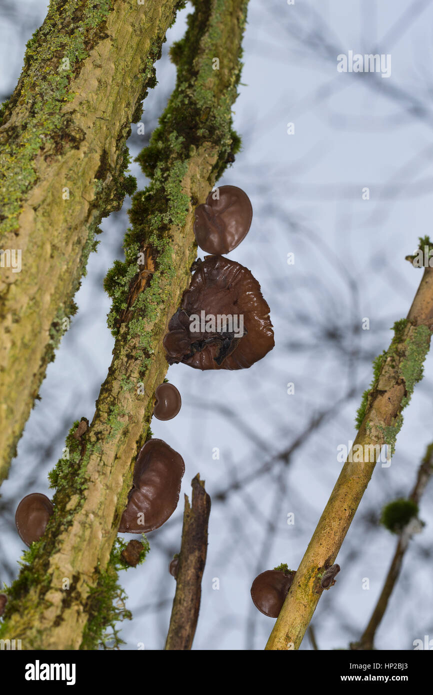 Judasohr, Ohrlappenpilz, Holunderschwamm, Judas-Ohr, Ohrlappen-Pilz, Holunder-Schwamm, Holunderpilz, Mu-Err, Auricularia padiglione auricolare-judae, Hirneola auri Foto Stock