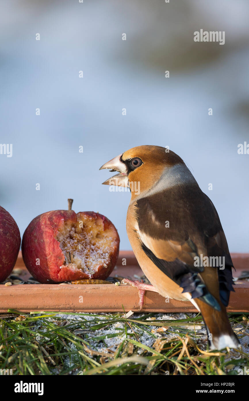 Kernbeißer, Kernbeisser, Kirschkernbeißer, Kirschkernbeisser, Kirschkern-Beißer, Kirschkern-Beisser, Vogelfutter, Vogelfütterung, Bodenfütterung, Cocc Foto Stock