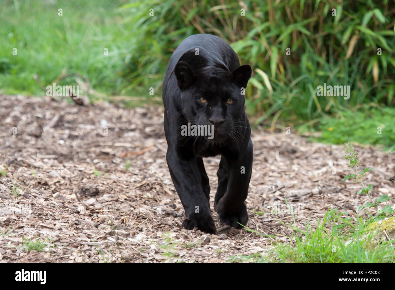 "Goshi' femmina nera Jaguar presso lo Zoo di Chester, England, Regno Unito Foto Stock