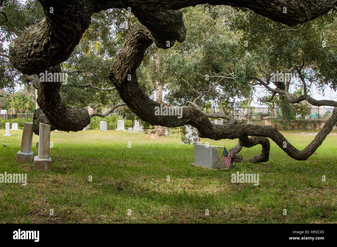 Unico a rami di alberi Foto Stock