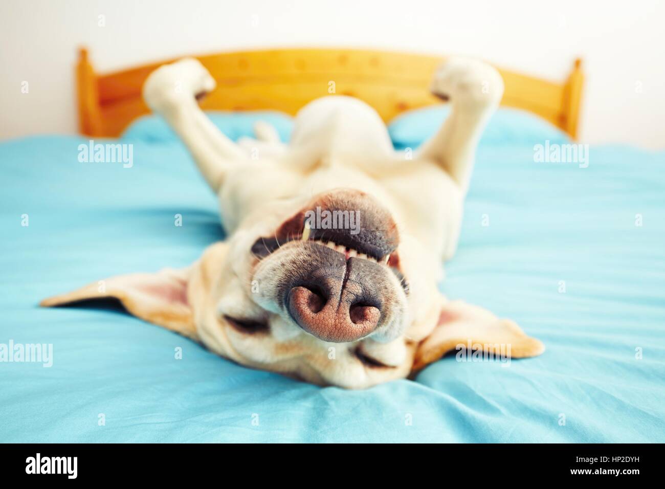 Il cane è sdraiato sulla schiena sul letto - messa a fuoco selettiva Foto Stock