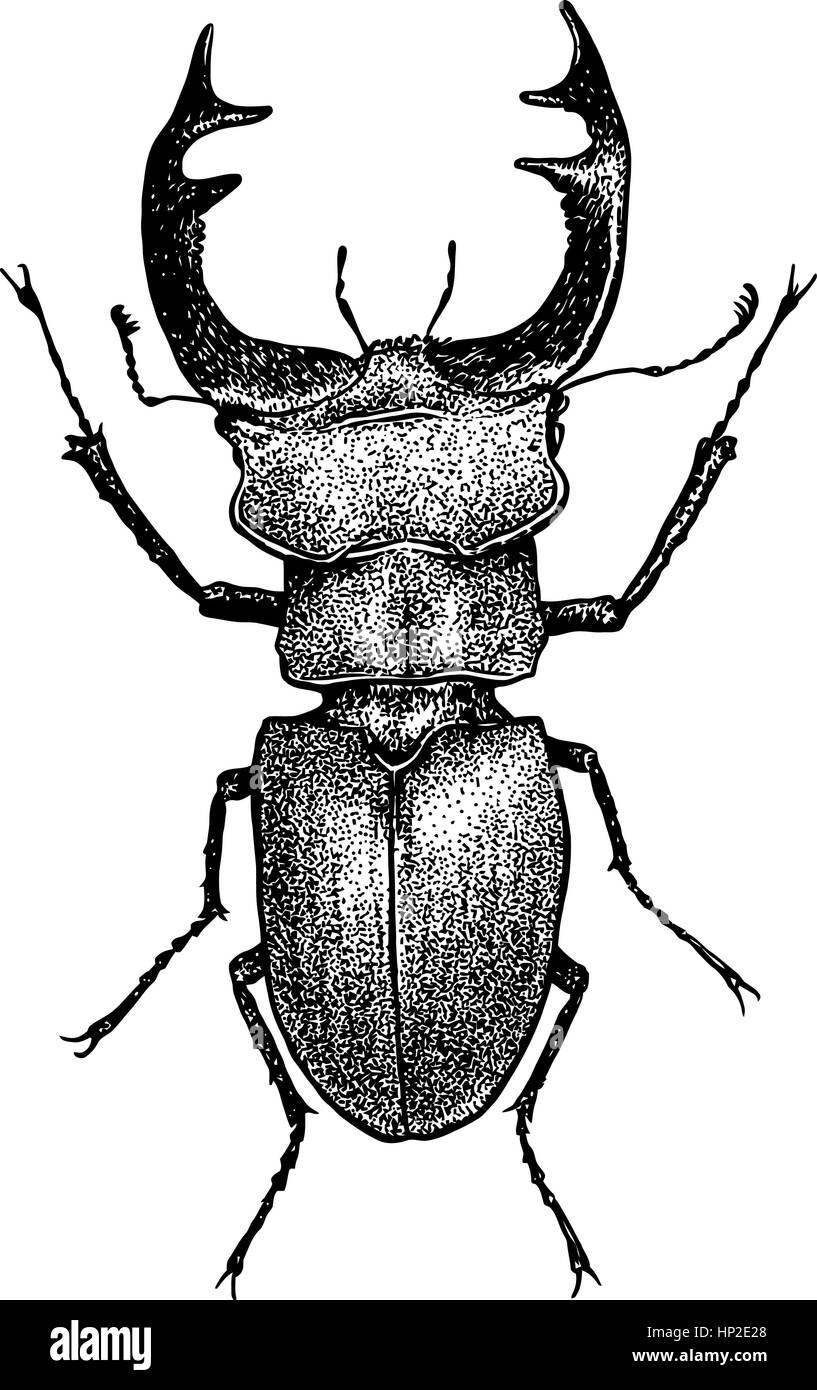 Lucanus illustrazione, incisione, disegno, inchiostro Illustrazione Vettoriale