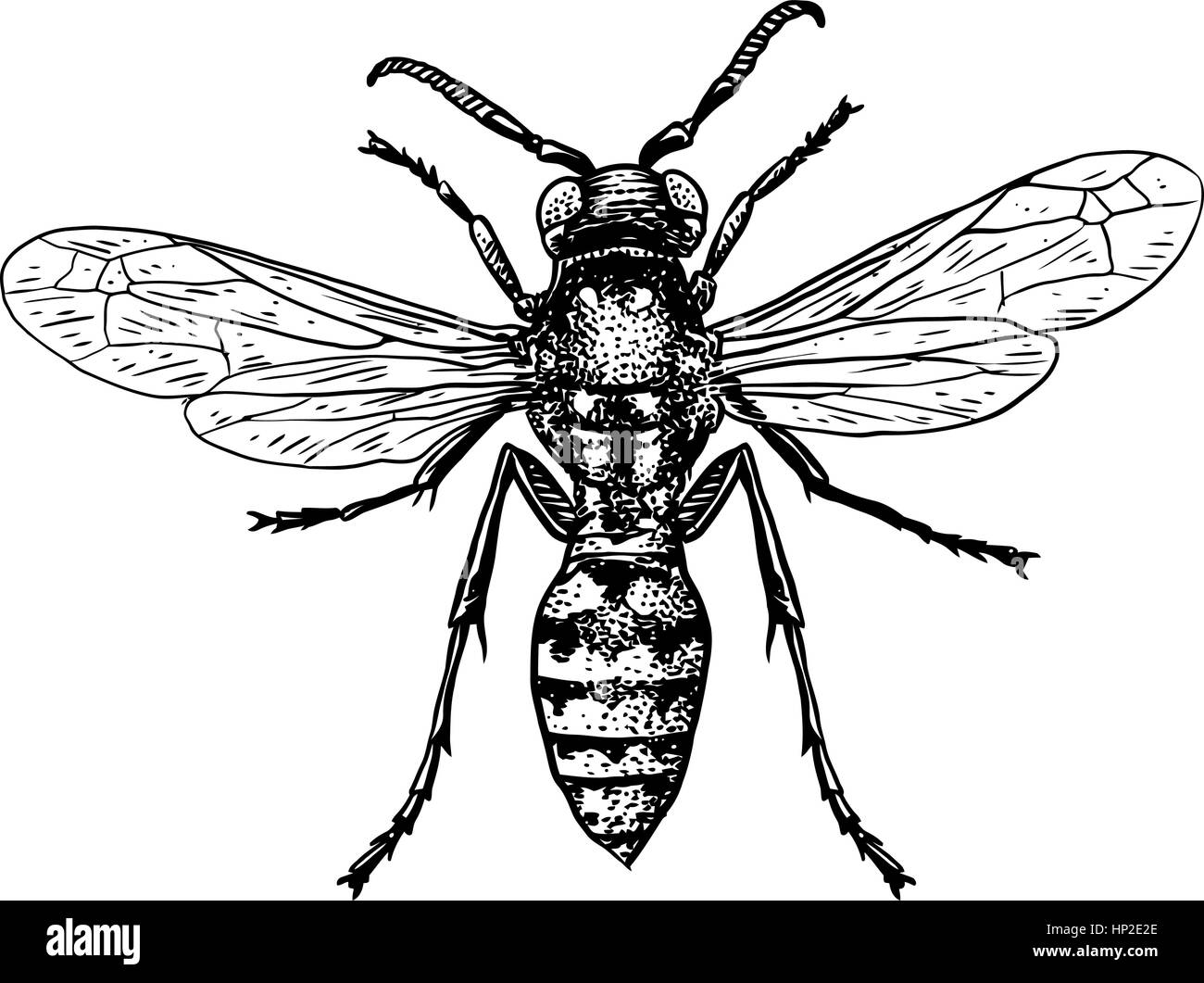 Wasp illustrazione, incisione, disegno, inchiostro Illustrazione Vettoriale