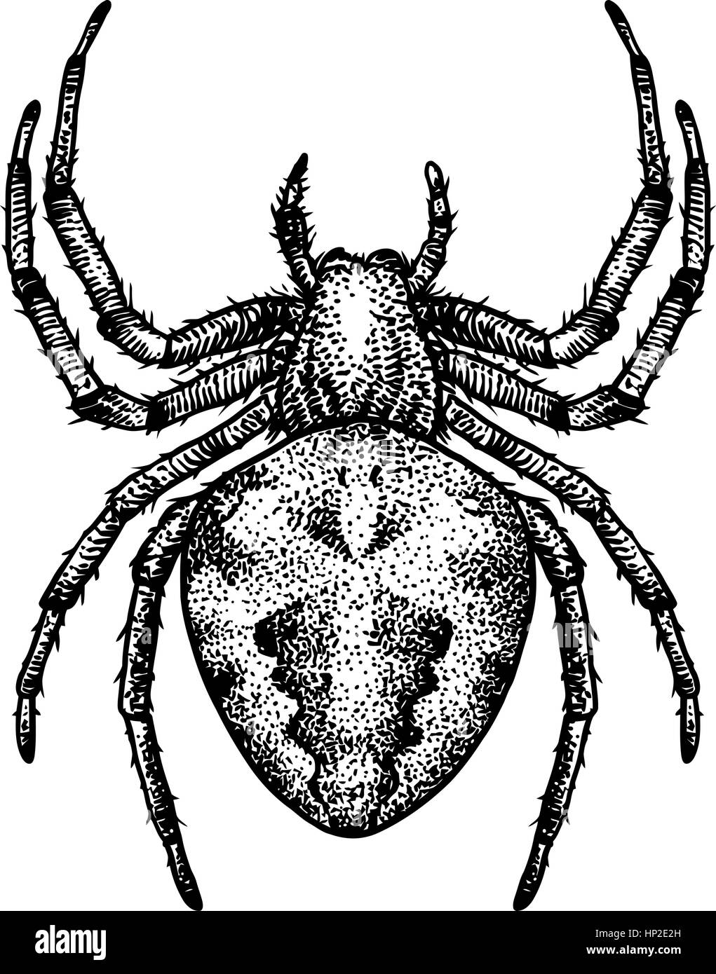 Spider illustrazione, incisione, disegno, inchiostro Illustrazione Vettoriale