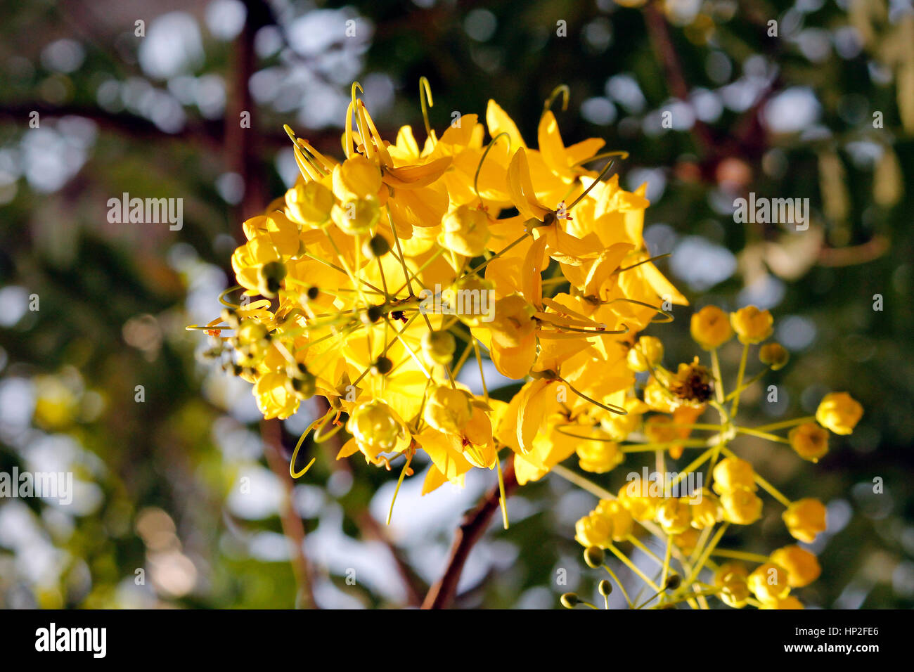 Cassia fistola Foto Stock