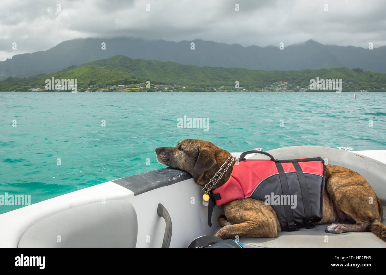 Un cane pigro su una barca, indossare un giubbotto di salvataggio e la crociera lungo l'oceano verde smeraldo. Foto Stock