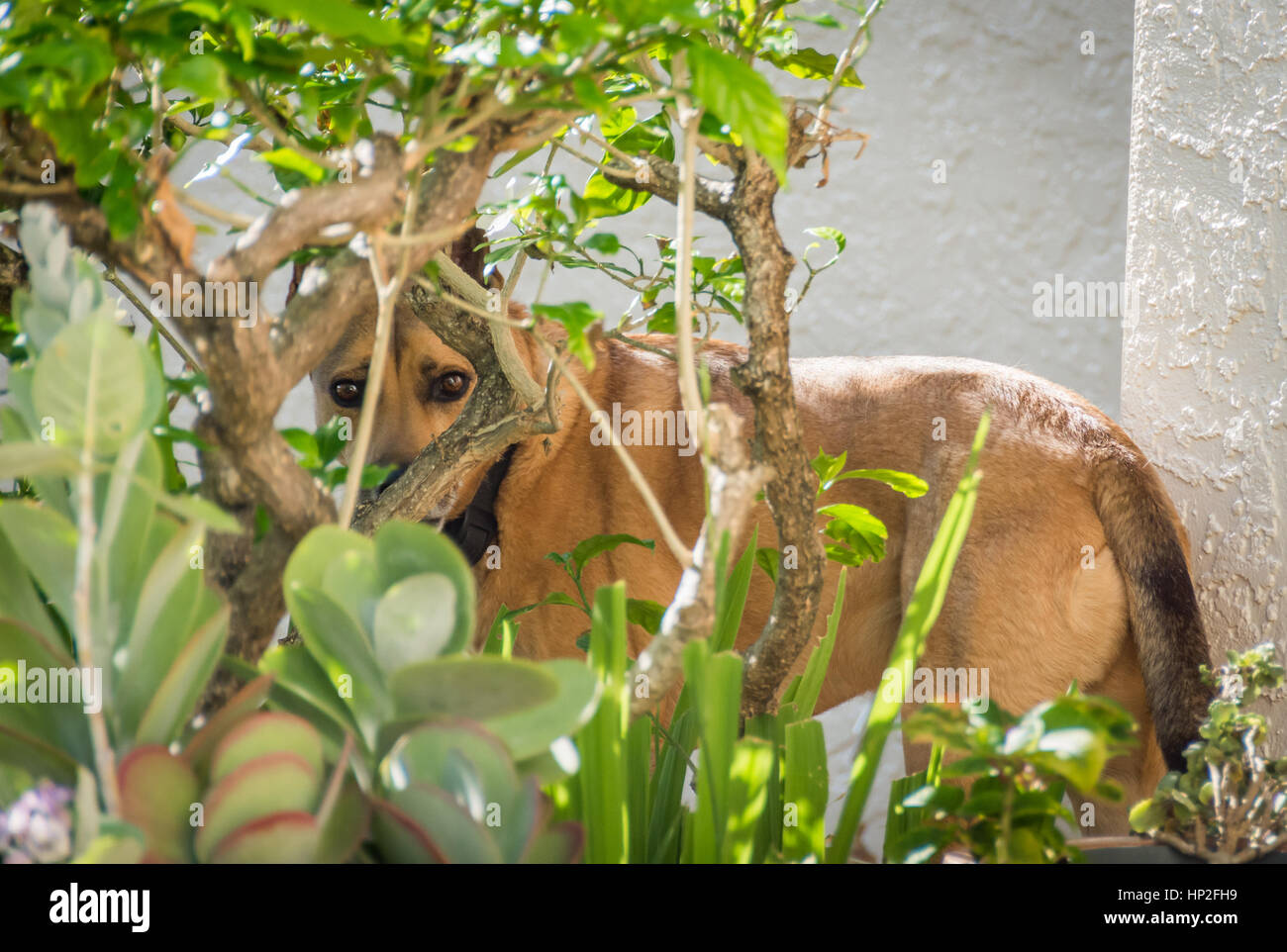 Un cane fa un pessimo lavoro di nascondersi dietro un cespuglio in un giardino. Foto Stock