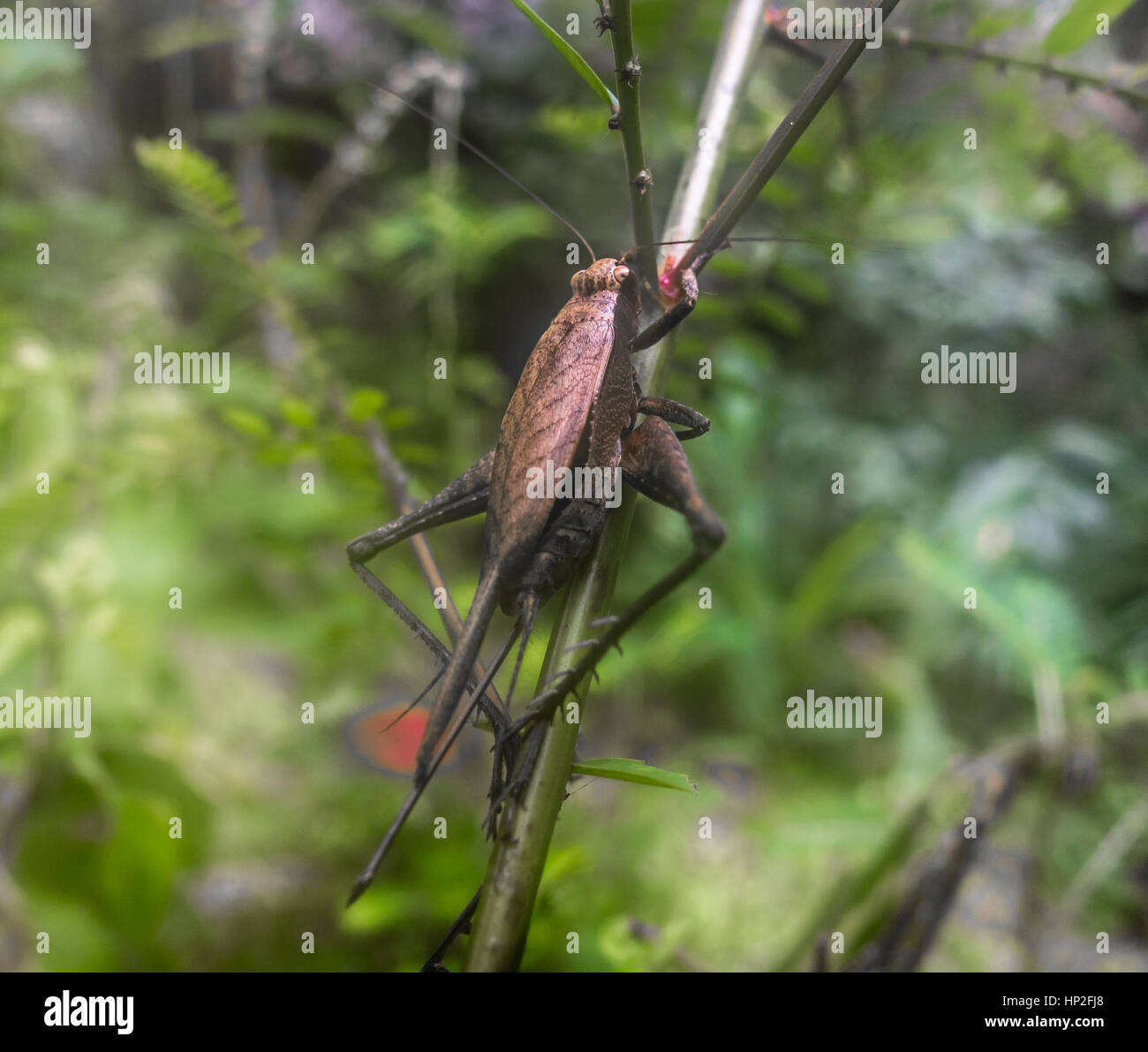 Un grande brown cricket in appoggio su un ramoscello nell'Amazzonia peruviana foresta di pioggia. Foto Stock