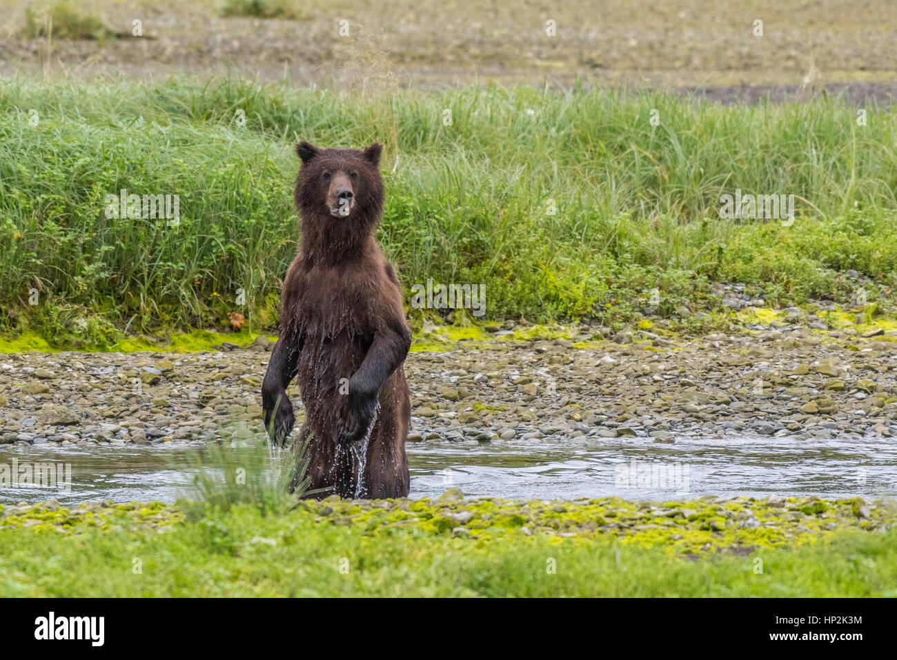 Alaska orso bruno sul litorale di Admiralty Island Foto Stock