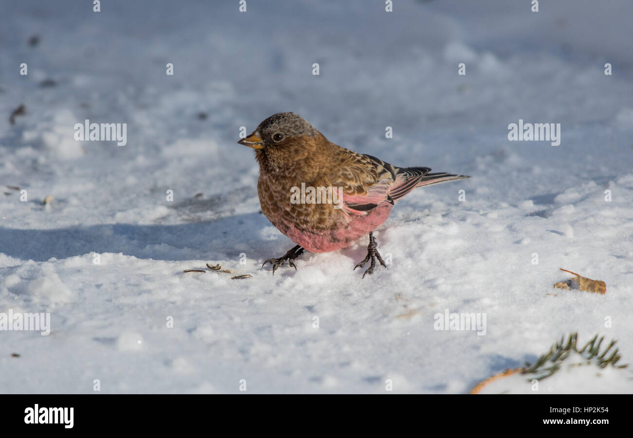 Un bel colore grigio-incoronato Rosy-Finch foraggio per i semi nella neve Foto Stock