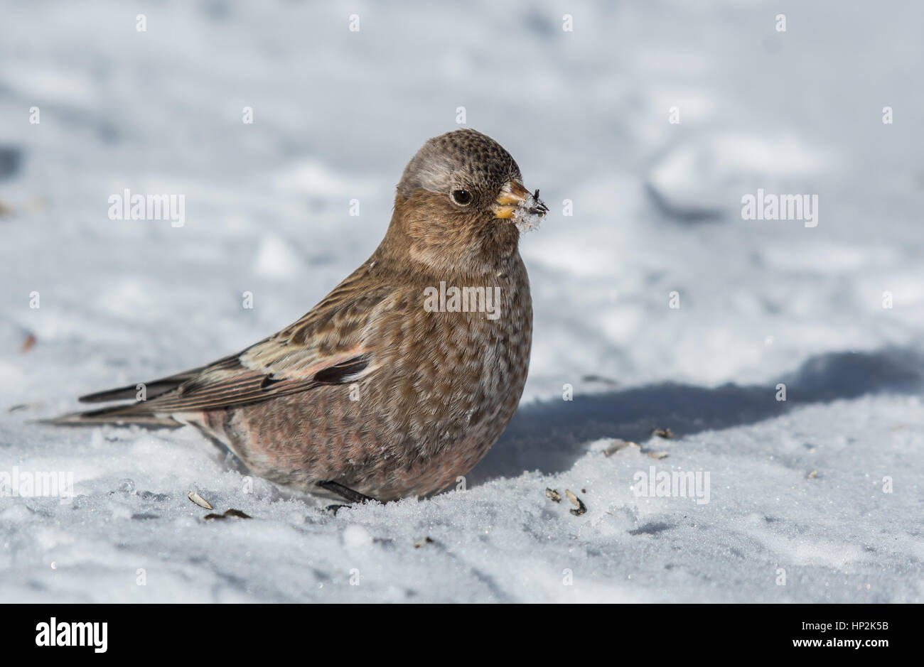 Un bel colore grigio-incoronato Rosy-Finch foraggio per i semi nella neve Foto Stock