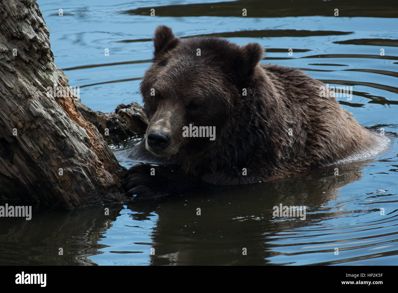 Alaskan orso bruno Foto Stock