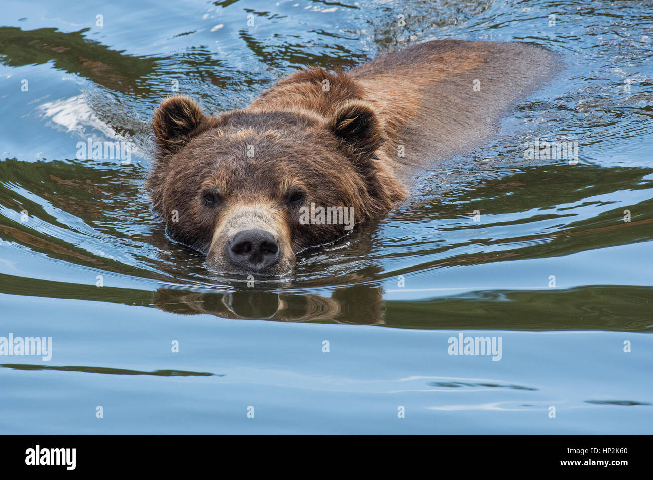 Alaskan orso bruno Foto Stock