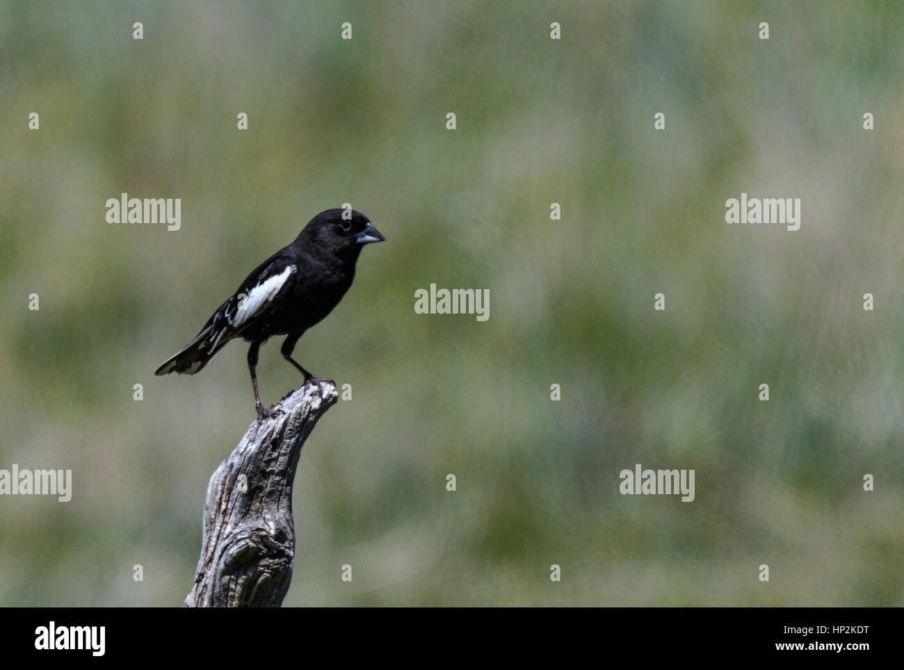 Un bel maschio nero Lark Bunting appollaiato su un palo da recinzione Foto Stock