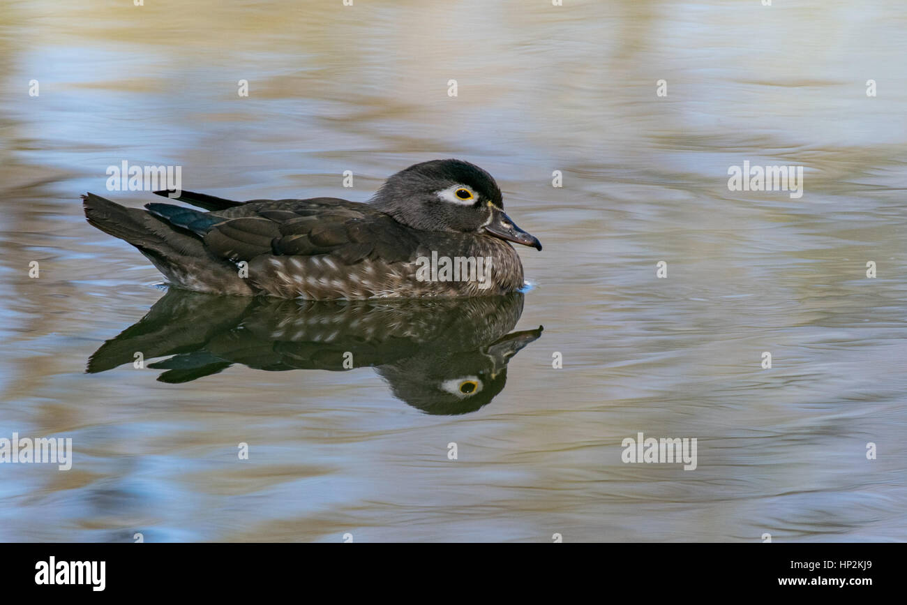 Un Anatra di legno Hen godendo il lago in Colorado Foto Stock