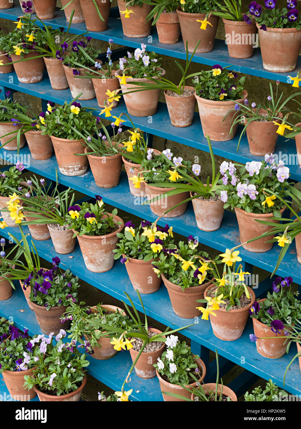 Fiore di primavera display in terracotta vasi per piante nel blu dipinto di scaffalature in legno del teatro di piante Foto Stock