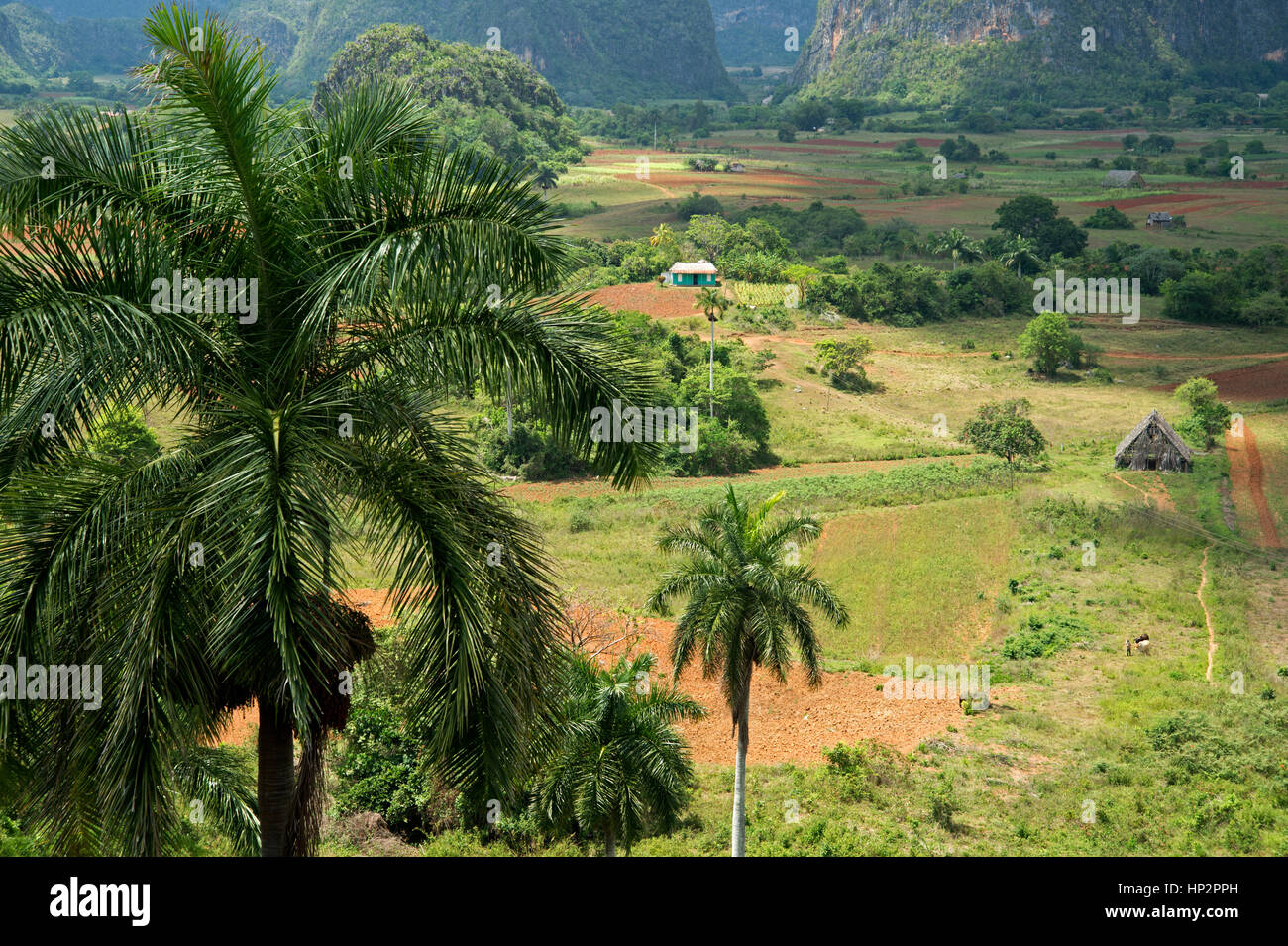 Essiccazione del tabacco Case porta il paesaggio nei campi di tabacco della Valle de Vinales Pinar del Rio Provincia Cuba Foto Stock