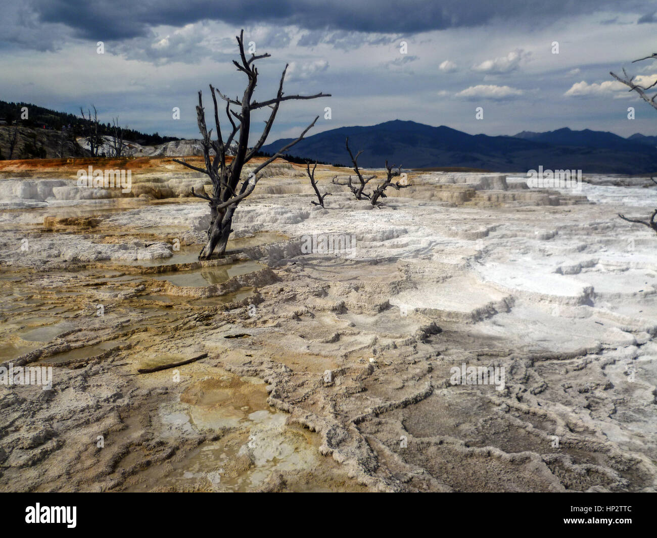 Albero morto in Mammoth Hot Springs nel Parco Nazionale di Yellowstone Foto Stock