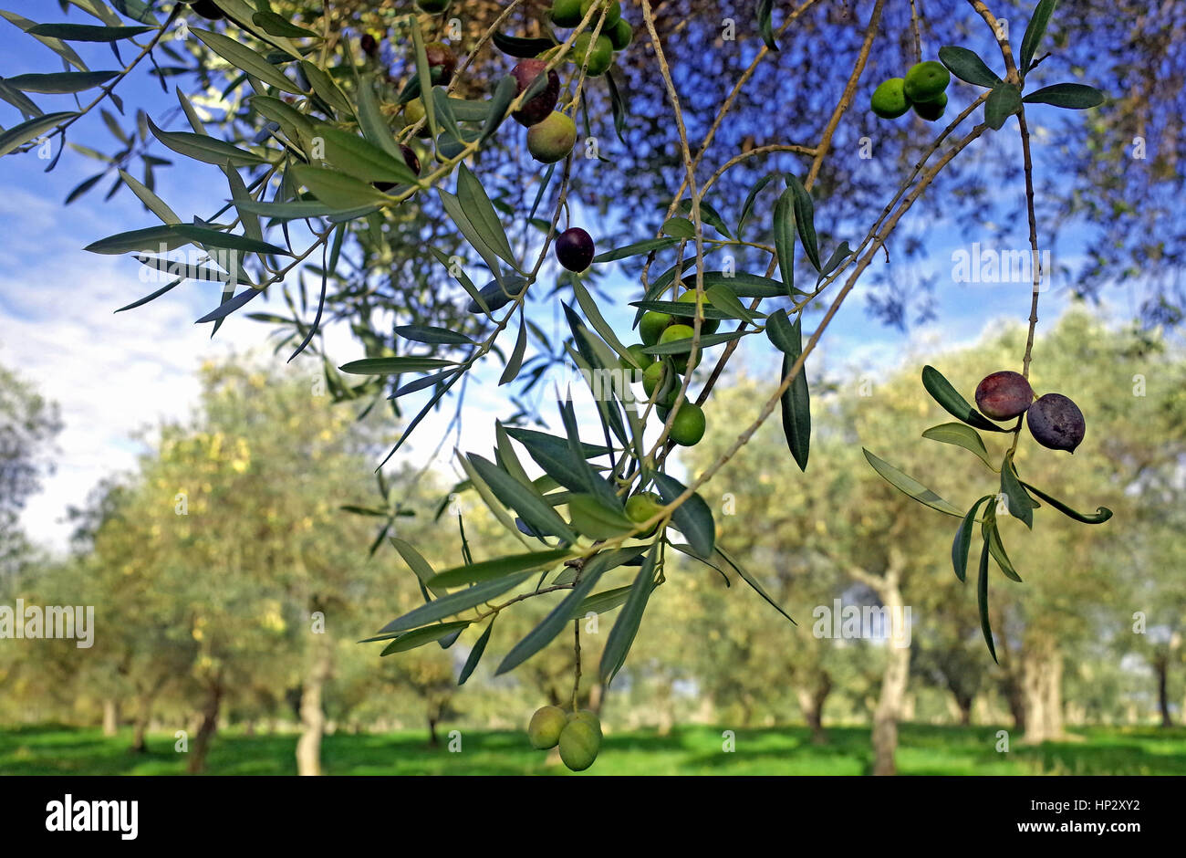 Le olive dalla Sardegna, il principale ingrediente della nuova crema antirughe dalla maison Chanel Foto Stock