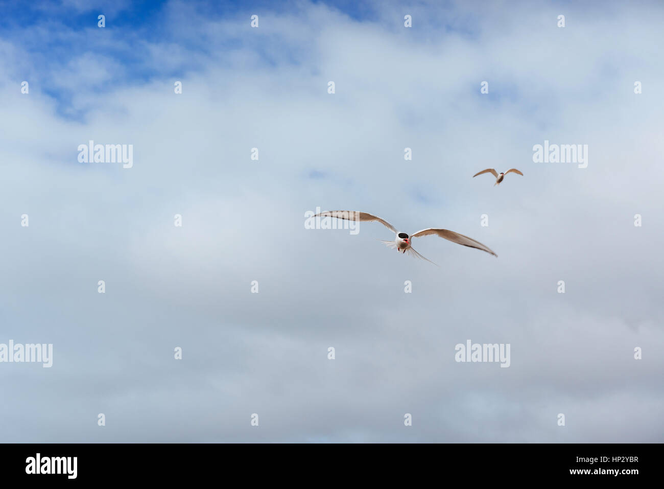 Arctic tern su sfondo bianco - Blue Clouds. L'Islanda Foto Stock
