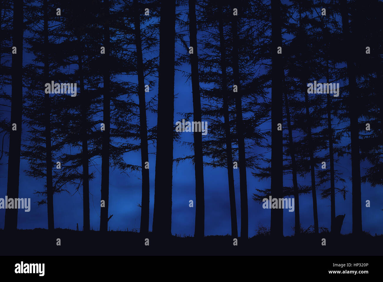 Foresta a notte Foto Stock