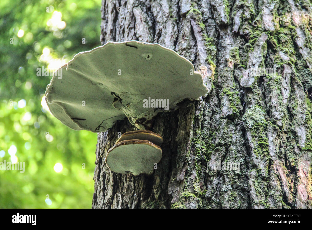 Ripiano fungo su albero in Smoky Mountains National Park in Tennessee Foto Stock