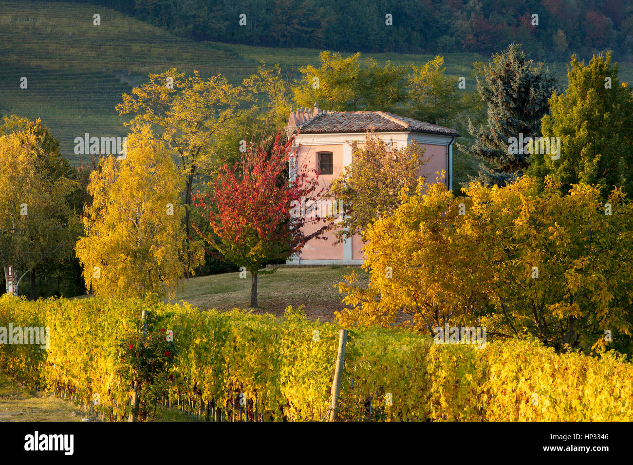 Colore di autunno nei vigneti di Barolo, Langhe, Piemonte, Italia Foto Stock