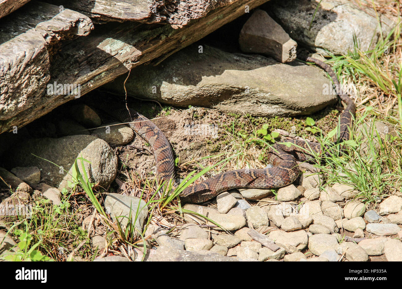 Copperhead snake si nasconde sotto edificio in Smoky Mountains National Park in Tennessee Foto Stock