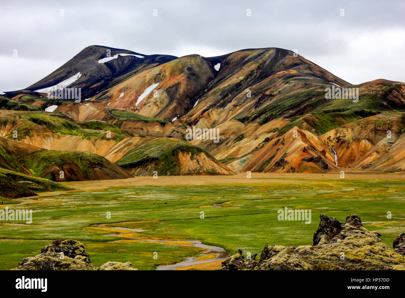 Esotiche montagne vulcaniche e fieid di fiori selvatici in Islanda Foto Stock