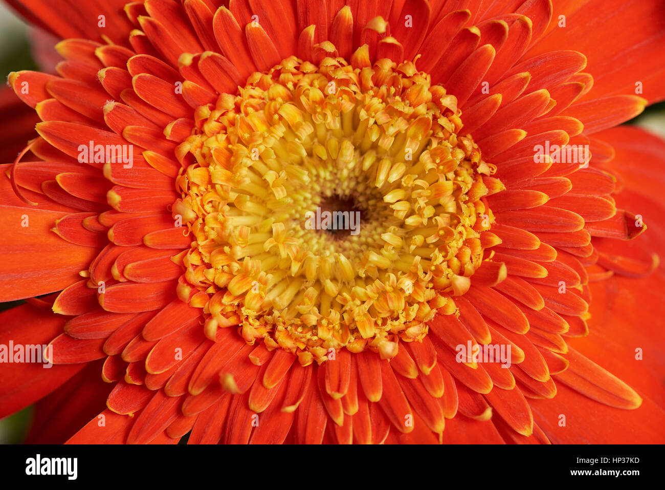 Close up di fiori d'arancio con un sacco di fogli e dettagli Foto Stock