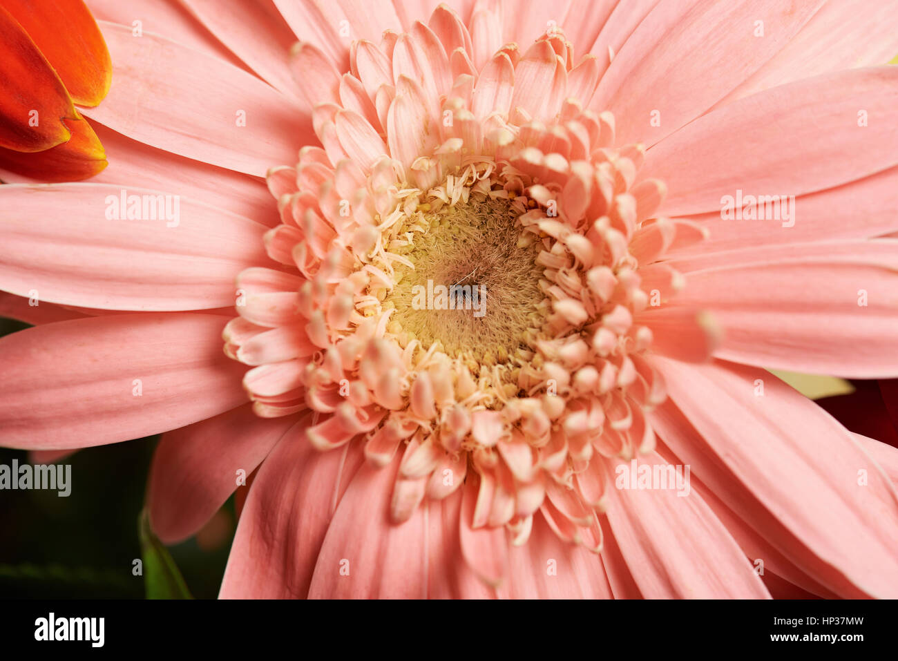 Macro di fiore rosa con un sacco di fogli e texture Foto Stock