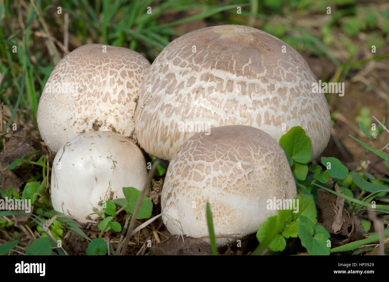 Quattro Agaricus Bisporus fungo di campo Foto Stock