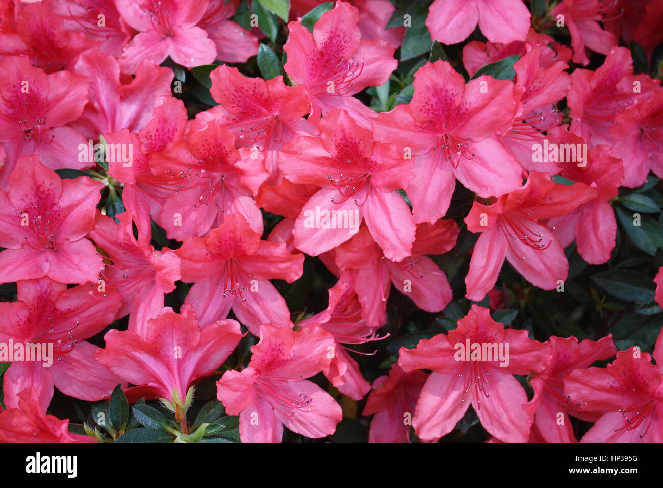 Azalee in fiore Foto Stock