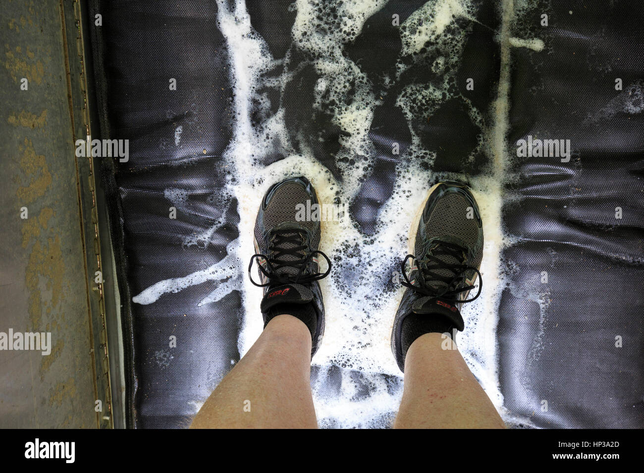 Calzatura stazione di lavaggio con soluzione di antimicotici per impedire la diffusione del bianco-sindrome del naso in grotta sono ' appollaiati i pipistrelli. Foto Stock
