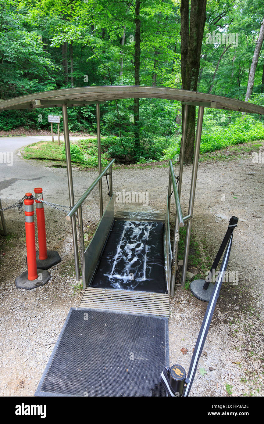 Calzatura stazione di lavaggio con soluzione di antimicotici per impedire la diffusione del bianco-sindrome del naso in grotta sono ' appollaiati i pipistrelli. Foto Stock