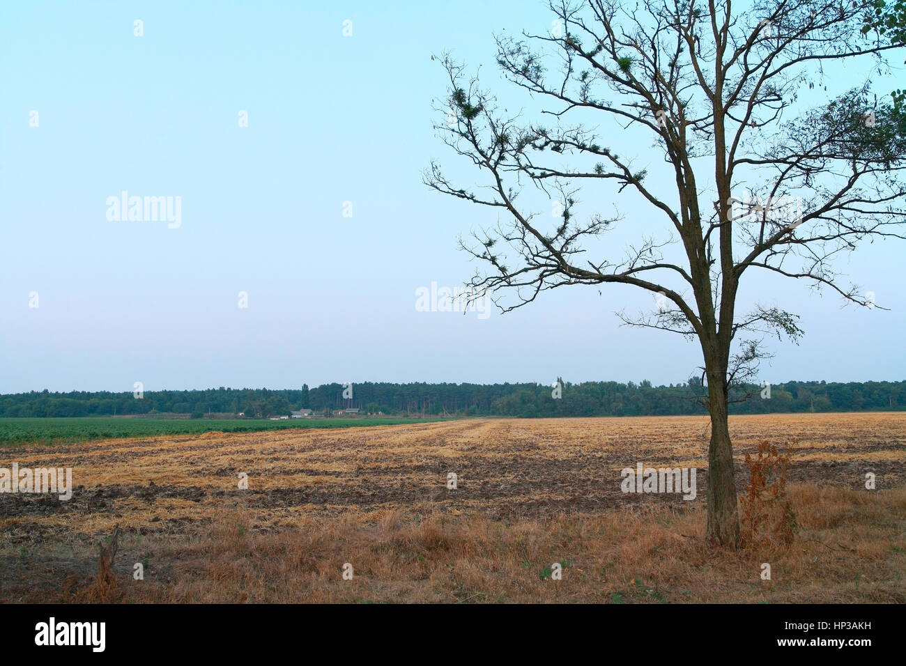 Paesaggio rurale, nel primo piano di un Albero appassito, campo arato, foresta contro il cielo Foto Stock