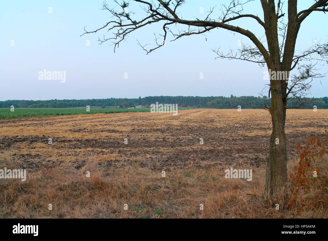 Paesaggio rurale, nel primo piano di un Albero appassito, campo arato, foresta contro il cielo Foto Stock