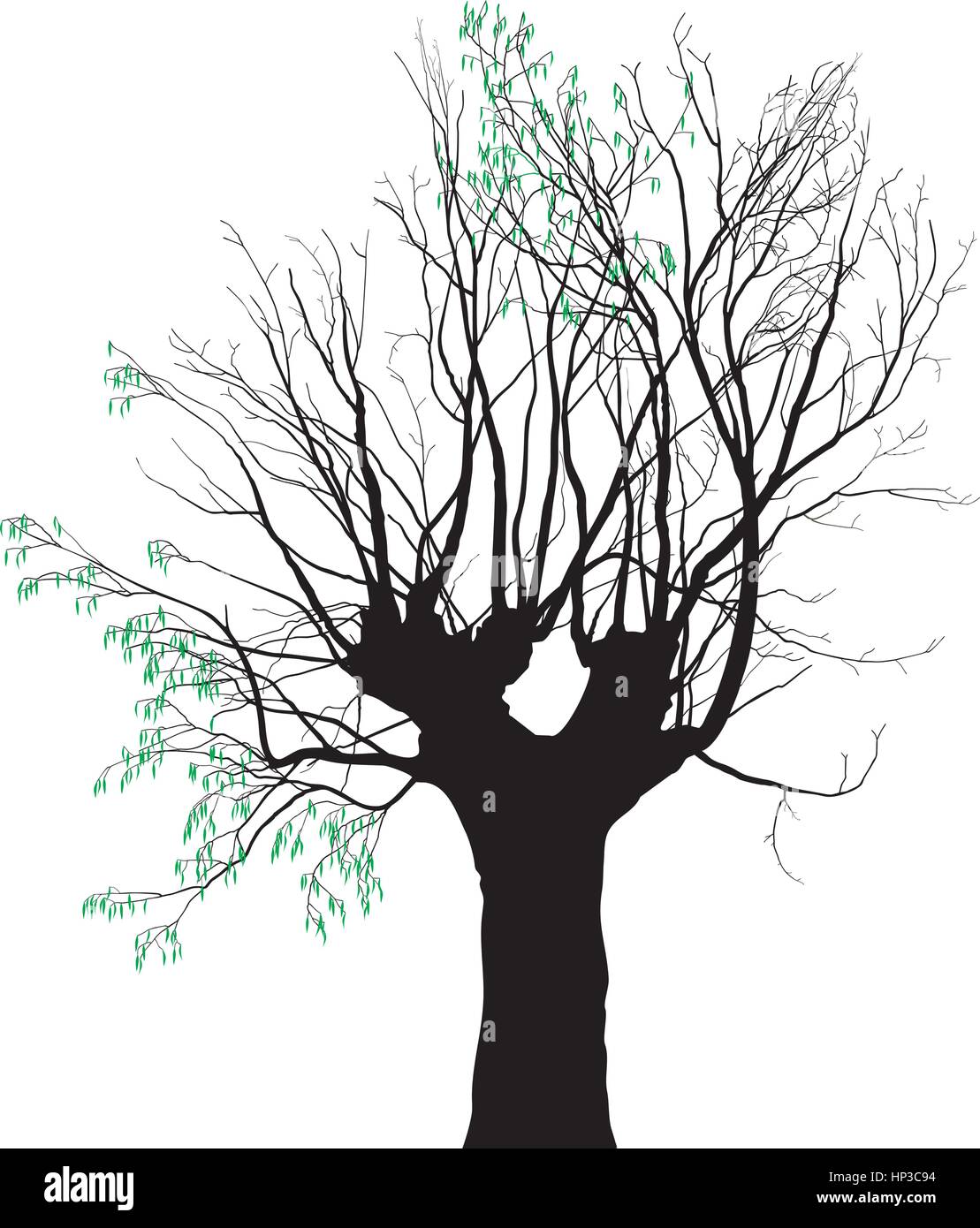 Illustrazione Vettoriale del vecchio albero su cui espellere le foglie giovani Illustrazione Vettoriale