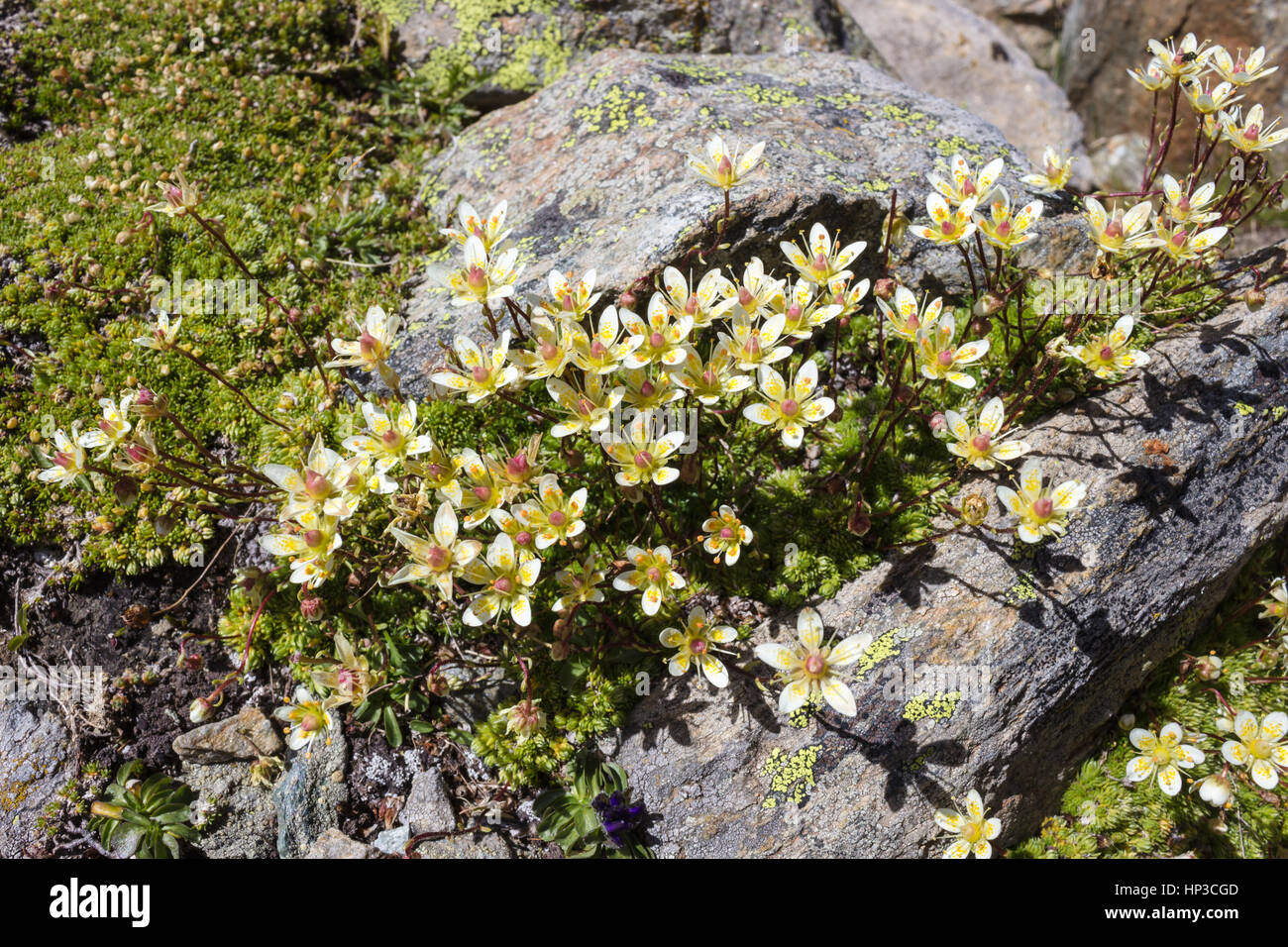 Di fiori alpini Saxifraga Bryoides (mossy sassifraga), Valle d'Aosta, Italia. Foto scattata a un'altitudine di 2900 metri. Foto Stock