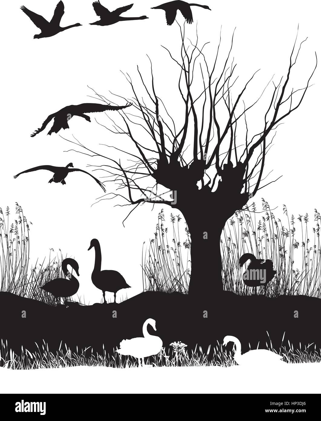 Cigni sulla riva Illustrazione Vettoriale