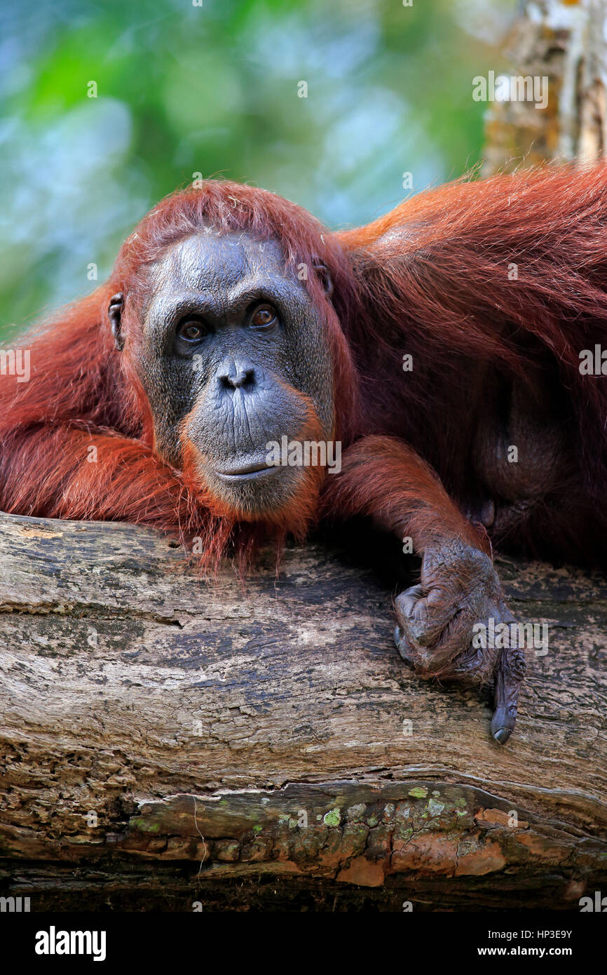 Orang Utan, (Pongo pygmaeus), femmina adulta su albero verticale di riposo, Asia Foto Stock