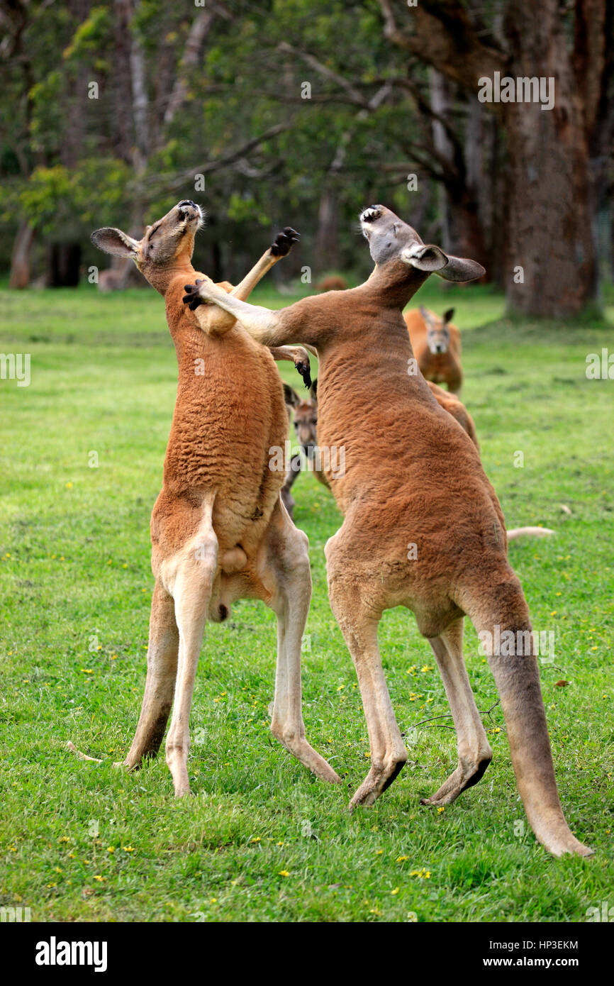 Canguro rosso, (Macropus rufus), due maschi adulti combattimenti, Sud Australia, Australlia Foto Stock