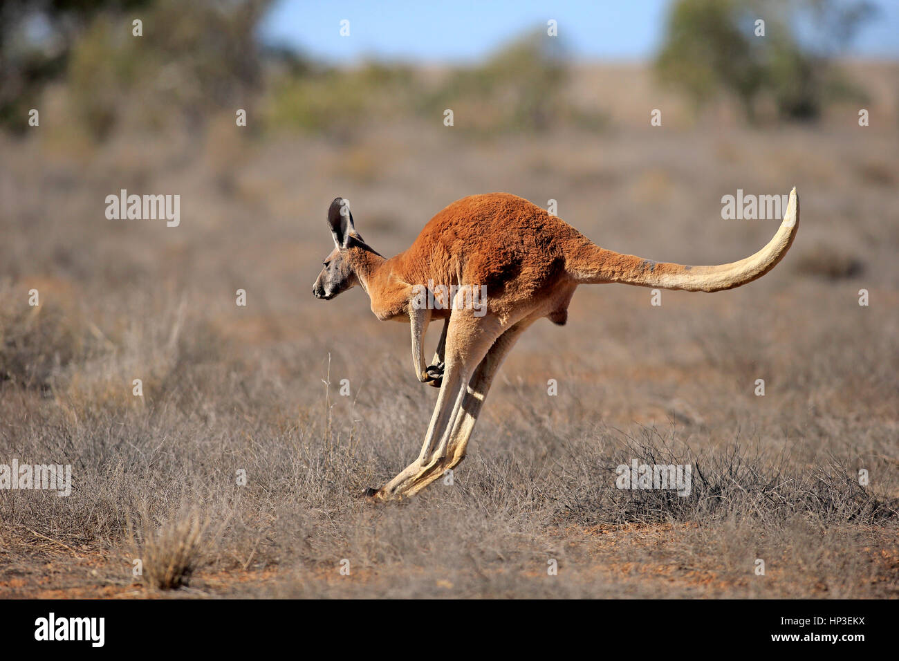 Canguro rosso, (Macropus rufus), maschio adulto jumping, Sturt Nationalpark, Nuovo Galles del Sud, Australia Foto Stock