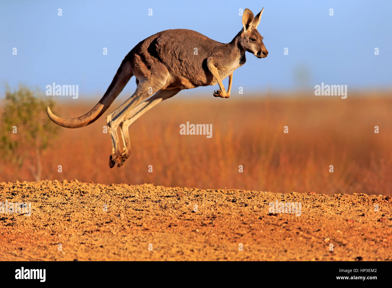 Canguro rosso, (Macropus rufus), Adulto jumping, Sturt Nationalpark, Nuovo Galles del Sud, Australia Foto Stock