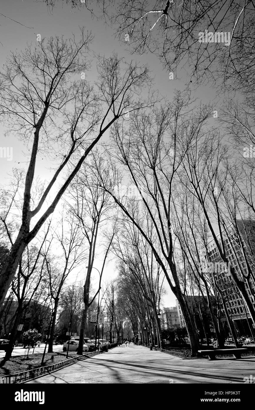 Alberi ad alto fusto presso il parco di Madrid in Spagna Foto Stock
