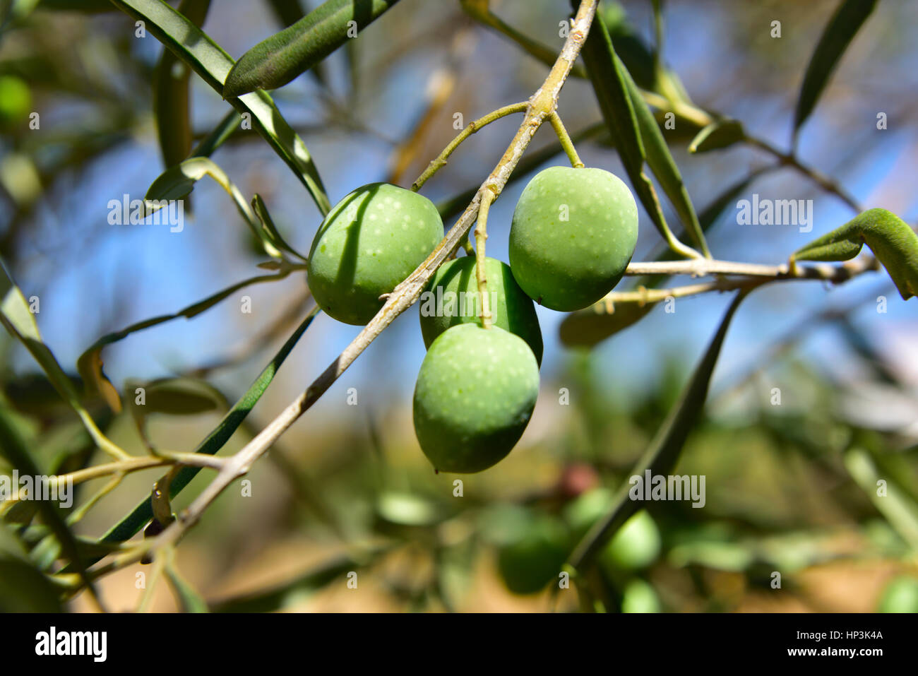 Olive verdi crescente su albero Foto Stock