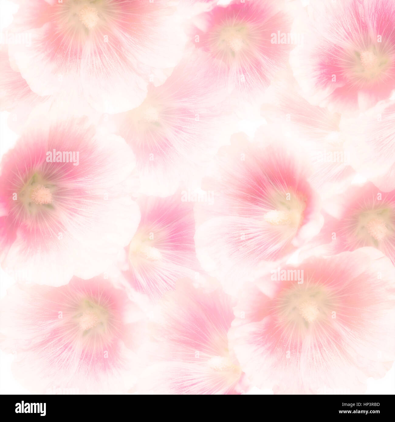 Rosa fiori Hollyhock per Background,soft focus Foto Stock