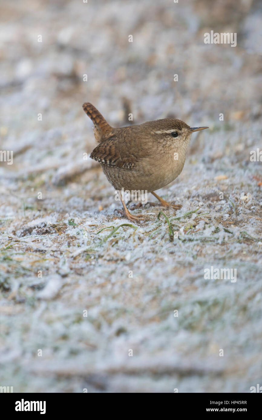 Un Wren (Troglodytes troglodytes) alla ricerca di cibo sul suolo ghiacciato Foto Stock