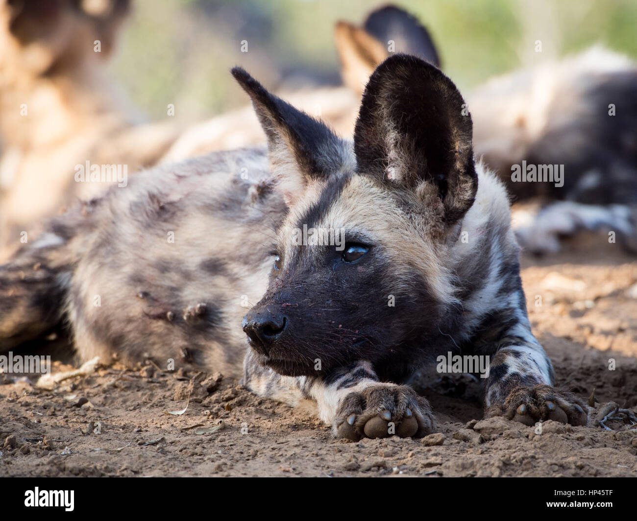 Dipinto africano (cane o cane selvatico) cucciolo Foto Stock