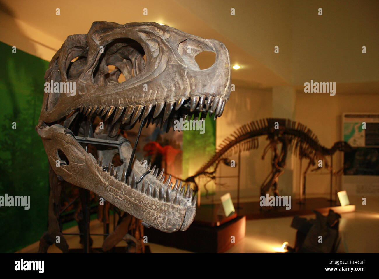 Cranio di Siamotyrannus isanensis, il thai T Rex, che precede la classica T Rex. Esso era di sette metri dalla punta alla coda e pesato una mezza tonnellata. Foto Stock